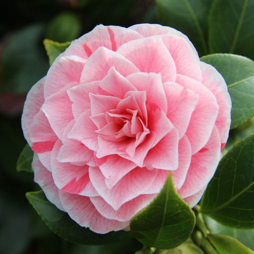 Precocious Camellias.